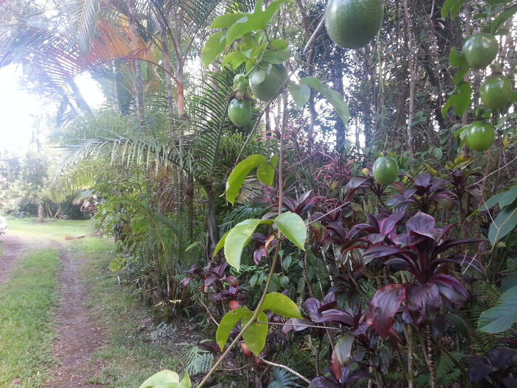 Hale Hale Hostel Pahoa Exterior foto