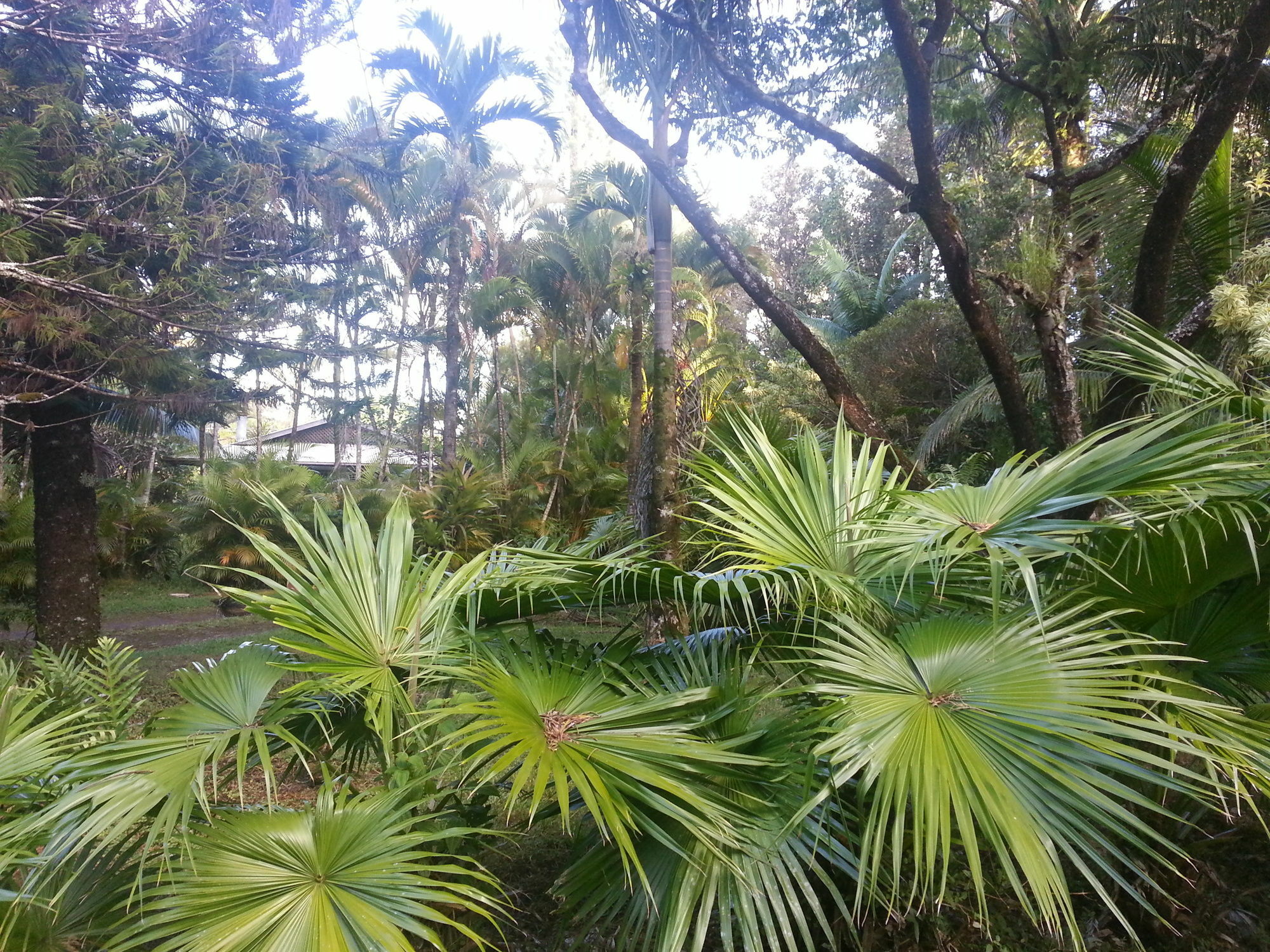 Hale Hale Hostel Pahoa Exterior foto